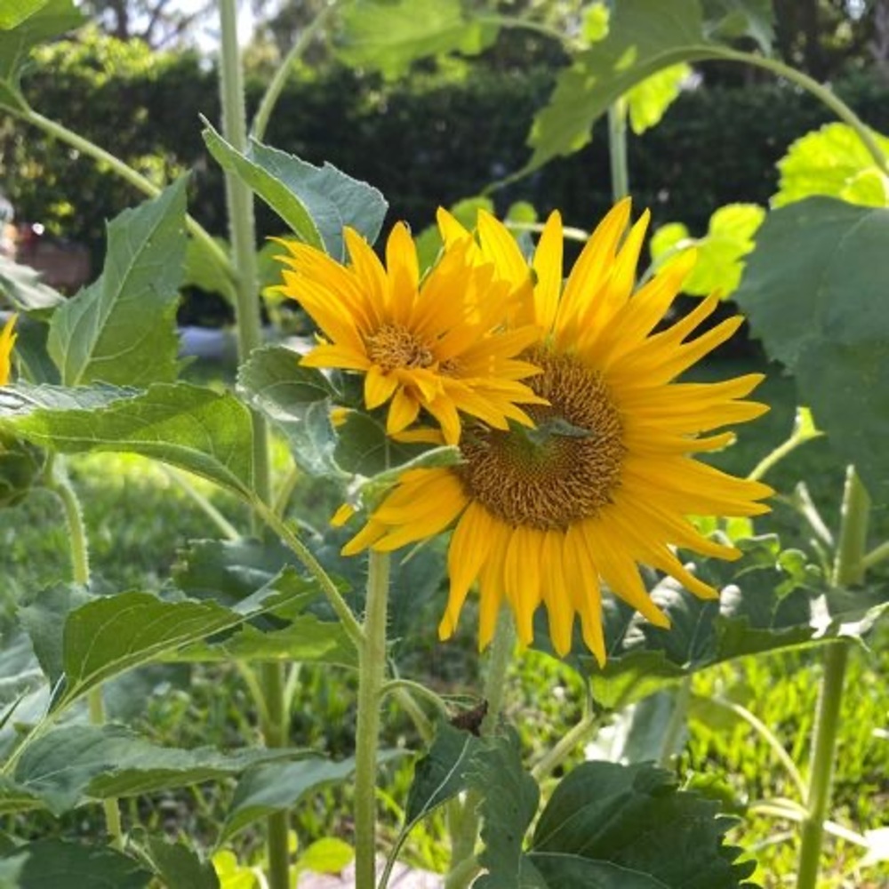 Meet your Posher, Petra